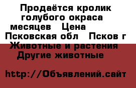 Продаётся кролик голубого окраса 9 месяцев › Цена ­ 1 000 - Псковская обл., Псков г. Животные и растения » Другие животные   